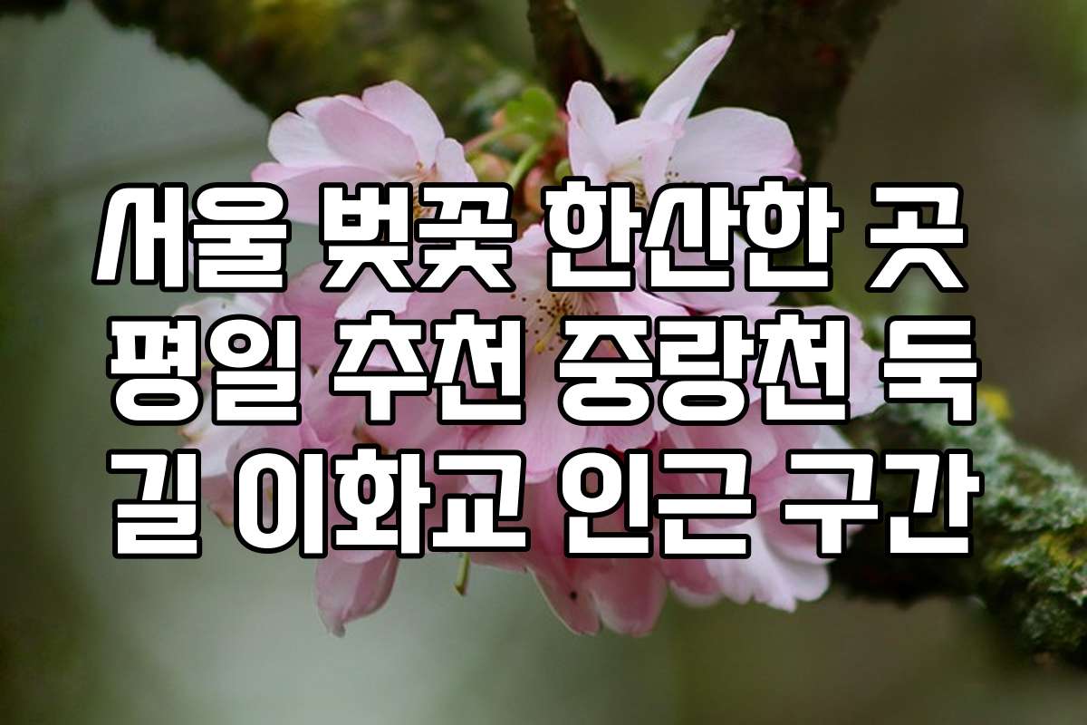 서울 벚꽃 한산한 곳 평일 추천 중랑천 둑길 이화교 인근 구간