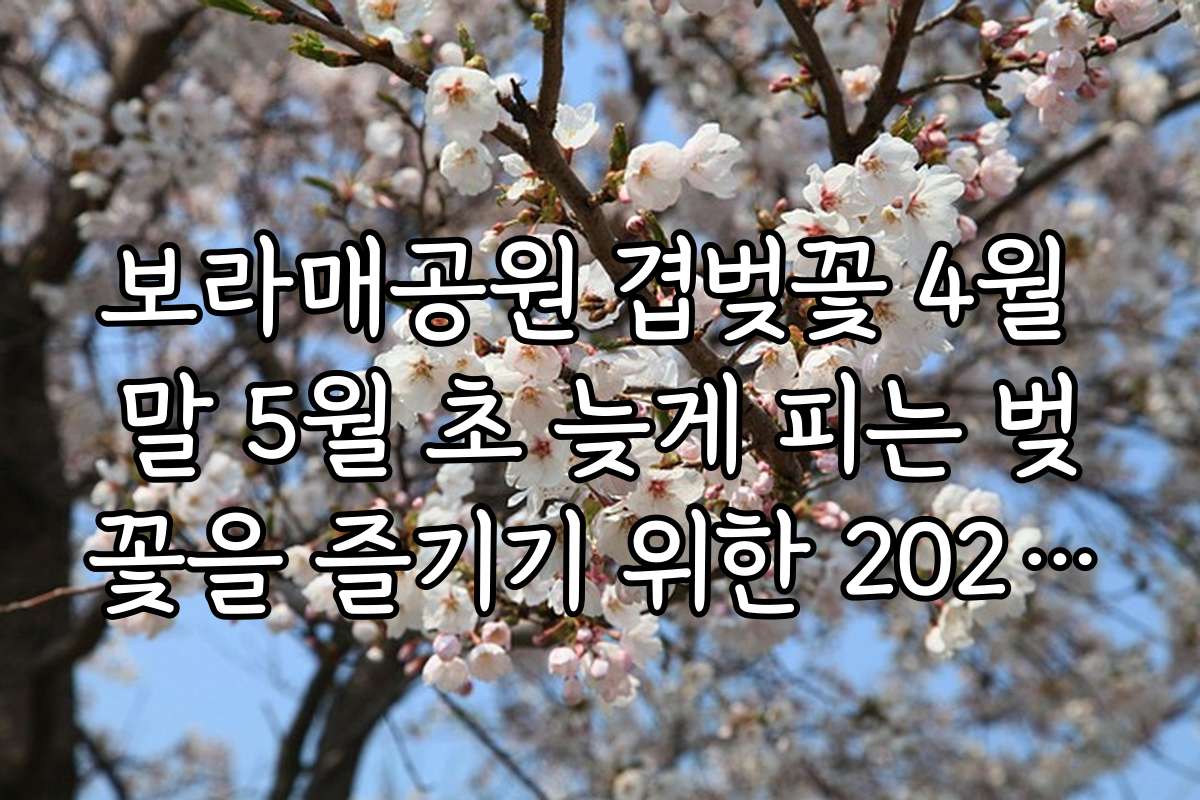 보라매공원 겹벚꽃 4월 말 5월 초 늦게 피는 벚꽃을 즐기기 위한 2026년 추천 방문 시기와 최적 일정 팁