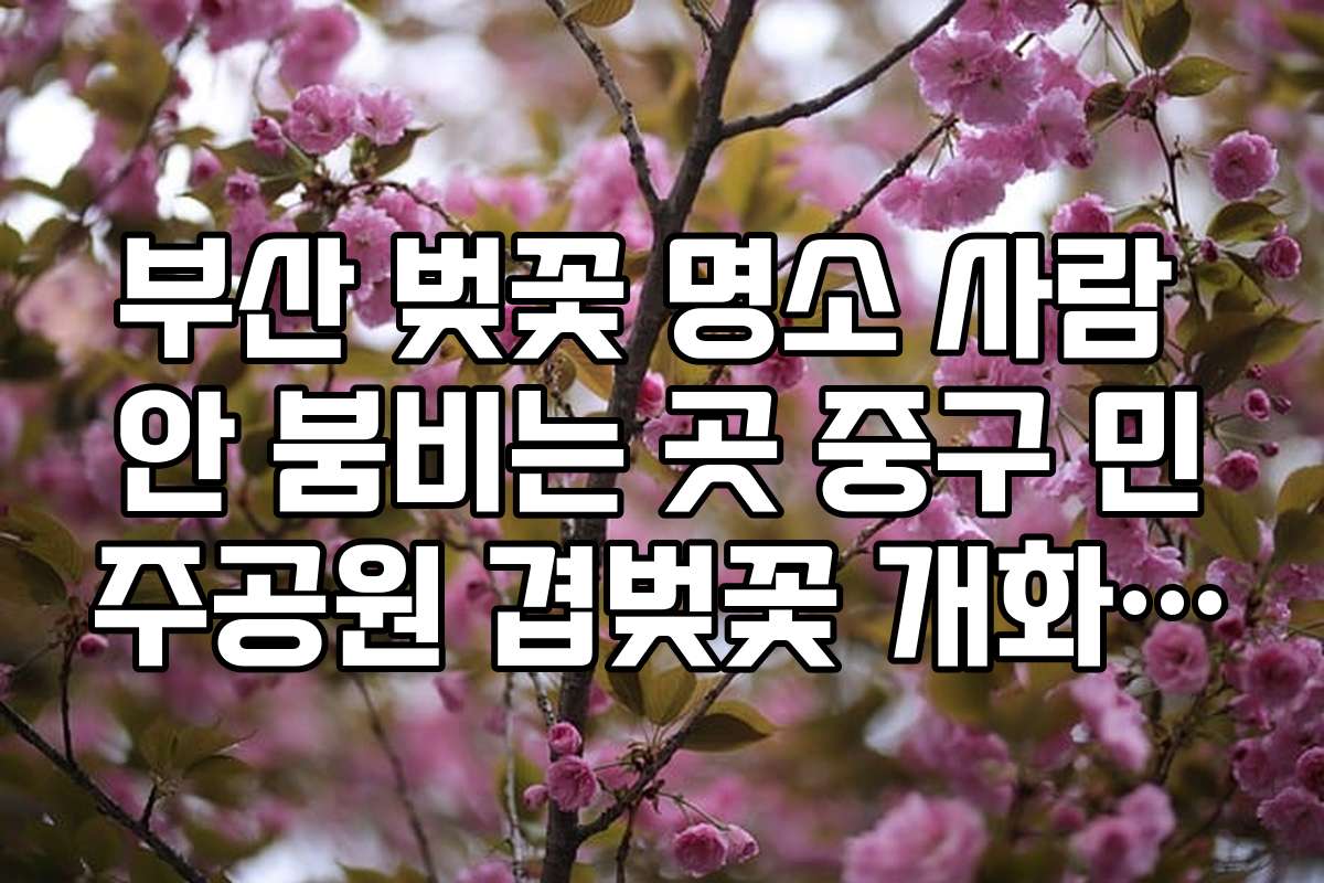 부산 벚꽃 명소 사람 안 붐비는 곳 중구 민주공원 겹벚꽃 개화 시기