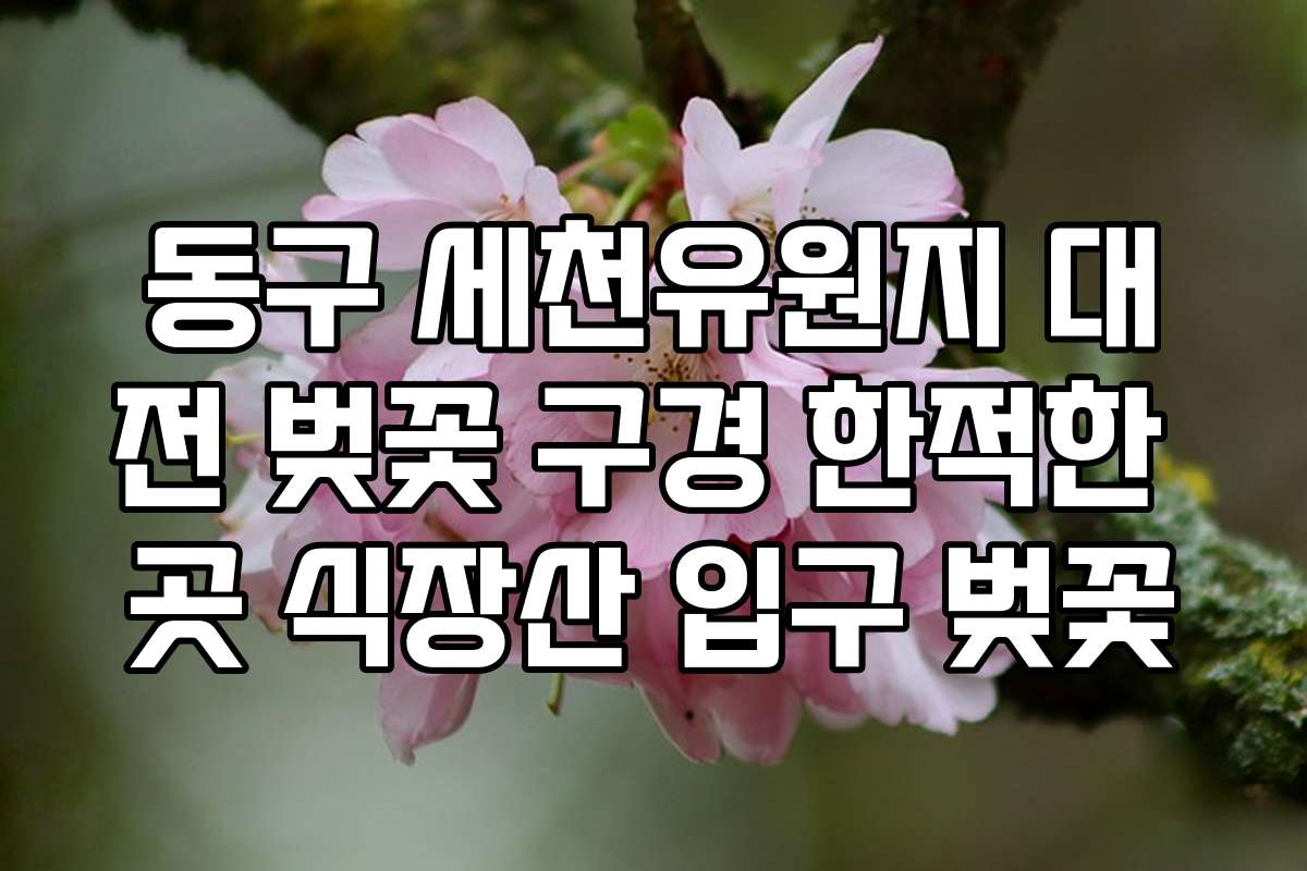 동구 세천유원지 대전 벚꽃 구경 한적한 곳 식장산 입구 벚꽃
