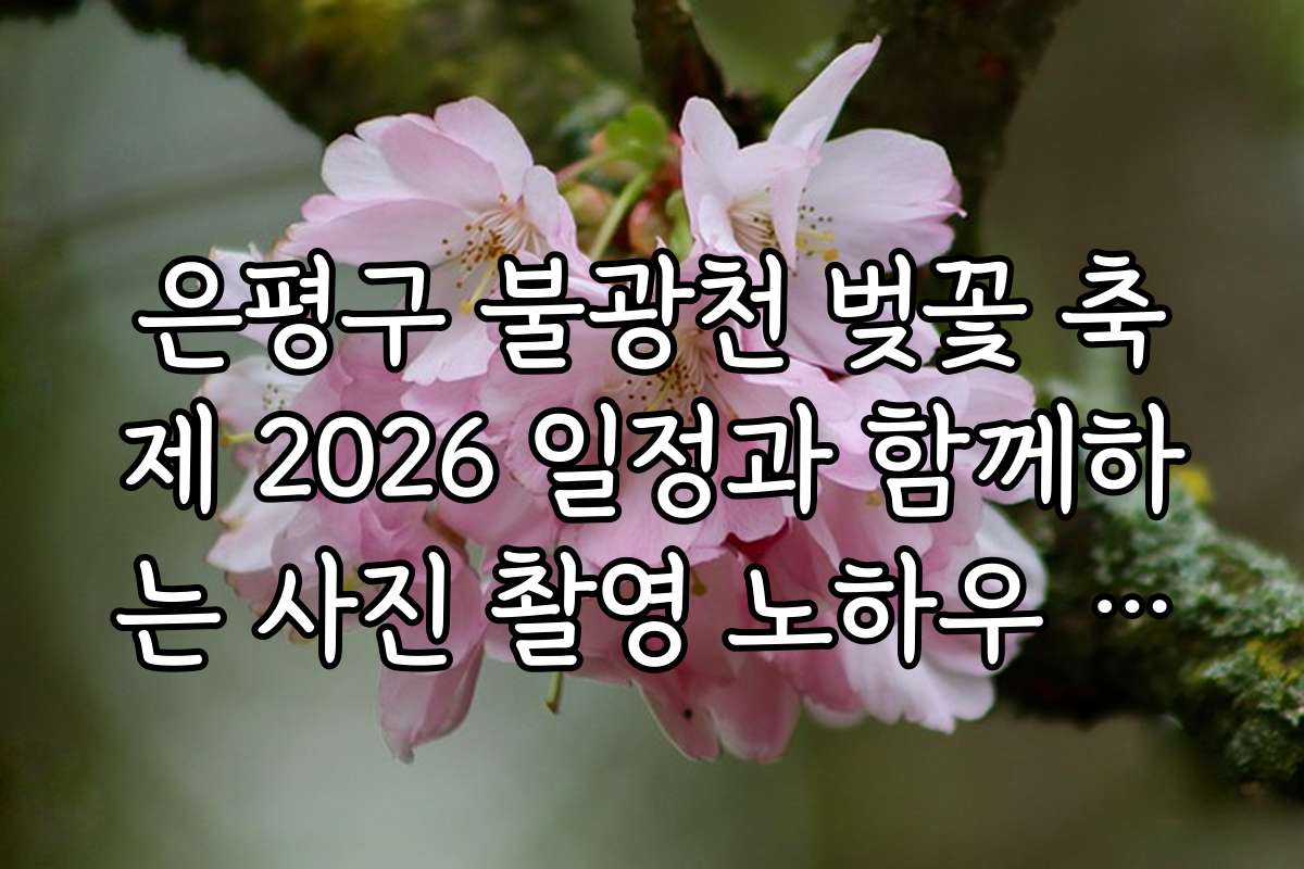은평구 불광천 벚꽃 축제 2026 일정과 함께하는 사진 촬영 노하우 공개