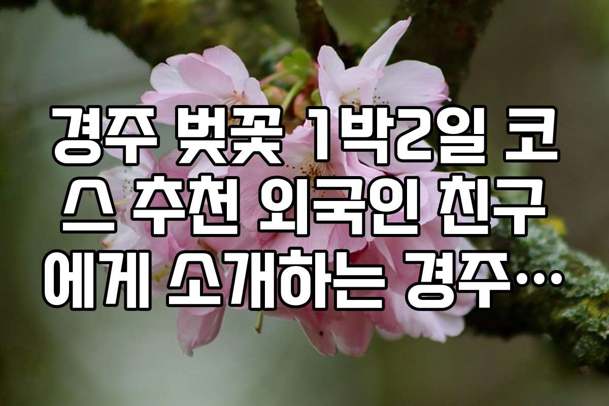 경주 벚꽃 1박2일 코스 추천 외국인 친구에게 소개하는 경주 벚꽃