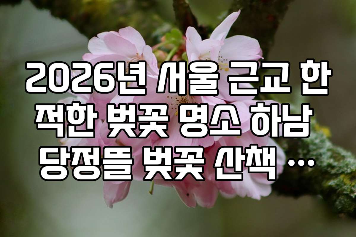 2026년 서울 근교 한적한 벚꽃 명소 하남 당정뜰 벚꽃 산책 코스
