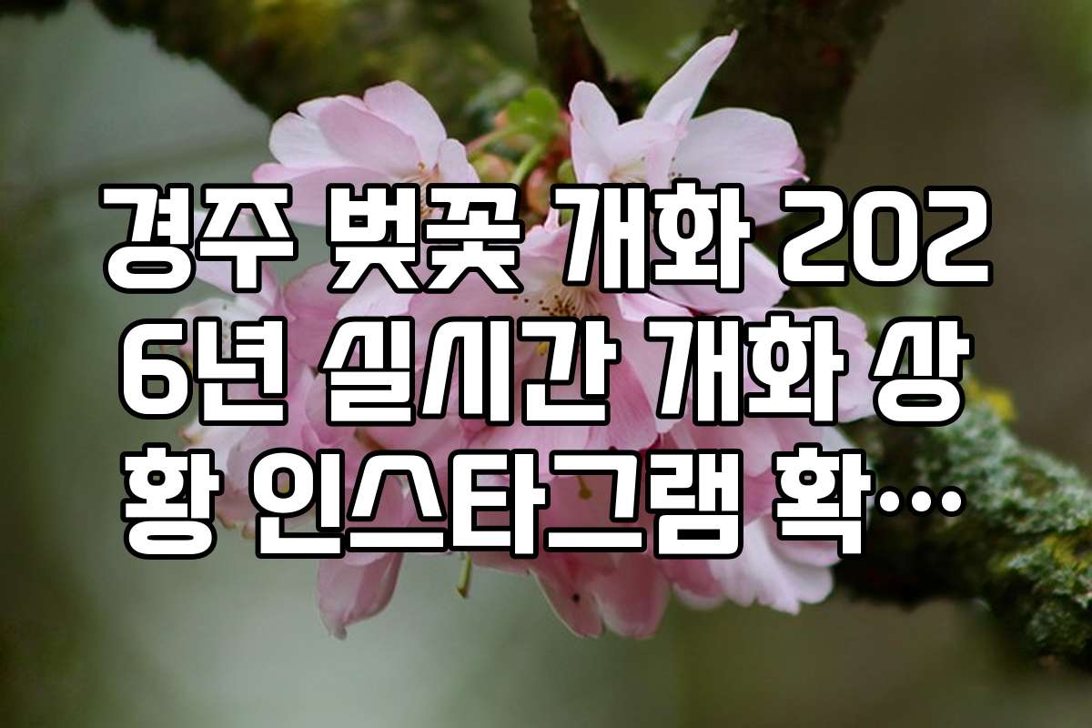 경주 벚꽃 개화 2026년 실시간 개화 상황 인스타그램 확인법