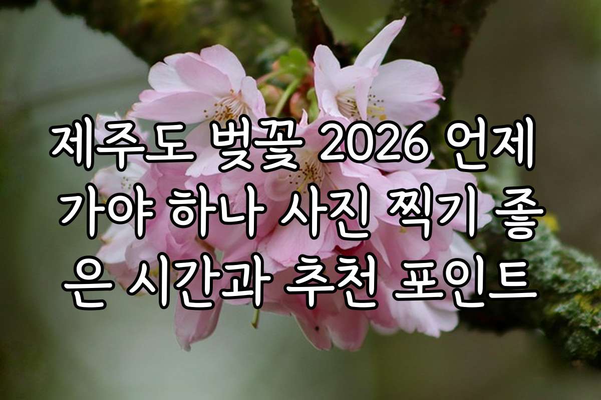 제주도 벚꽃 2026 언제 가야 하나 사진 찍기 좋은 시간과 추천 포인트