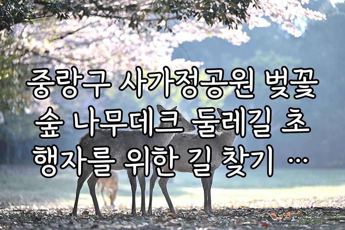 중랑구 사가정공원 벚꽃숲 나무데크 둘레길 초행자를 위한 길 찾기 정보 제공