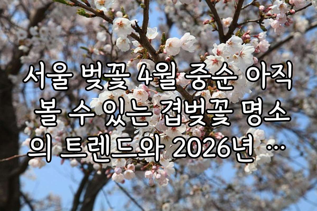 서울 벚꽃 4월 중순 아직 볼 수 있는 겹벚꽃 명소의 트렌드와 2026년 예상 개화 시기 전망