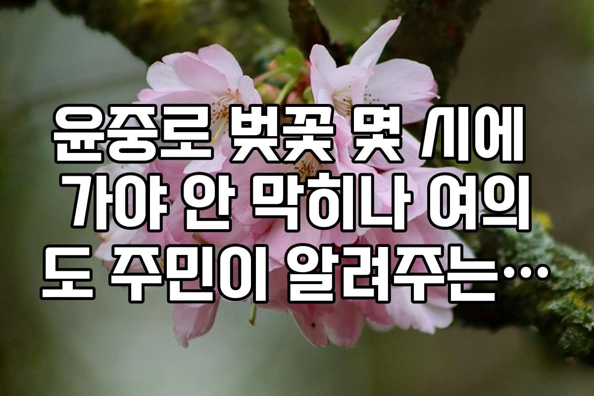 윤중로 벚꽃 몇 시에 가야 안 막히나 여의도 주민이 알려주는 꿀팁