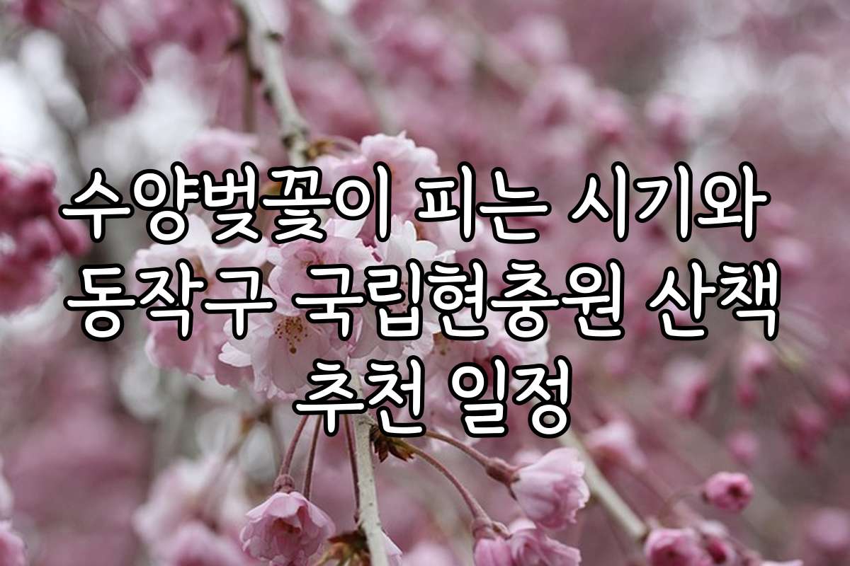 수양벚꽃이 피는 시기와 동작구 국립현충원 산책 추천 일정