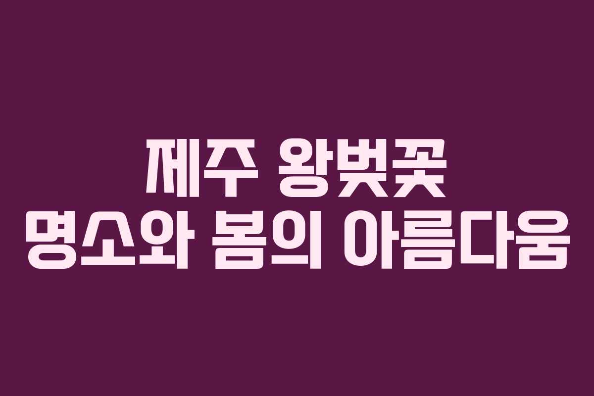 제주 왕벚꽃 명소와 봄의 아름다움