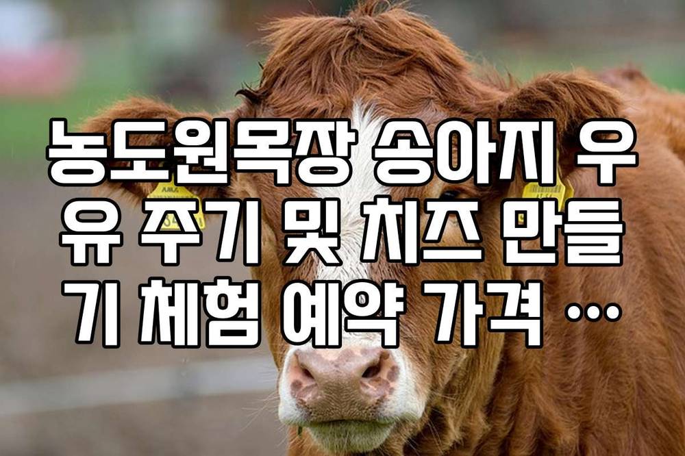 농도원목장 송아지 우유 주기 및 치즈 만들기 체험 예약 가격 정리